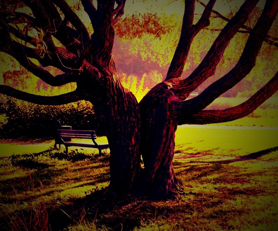 Старые сросшиеся деревья обои