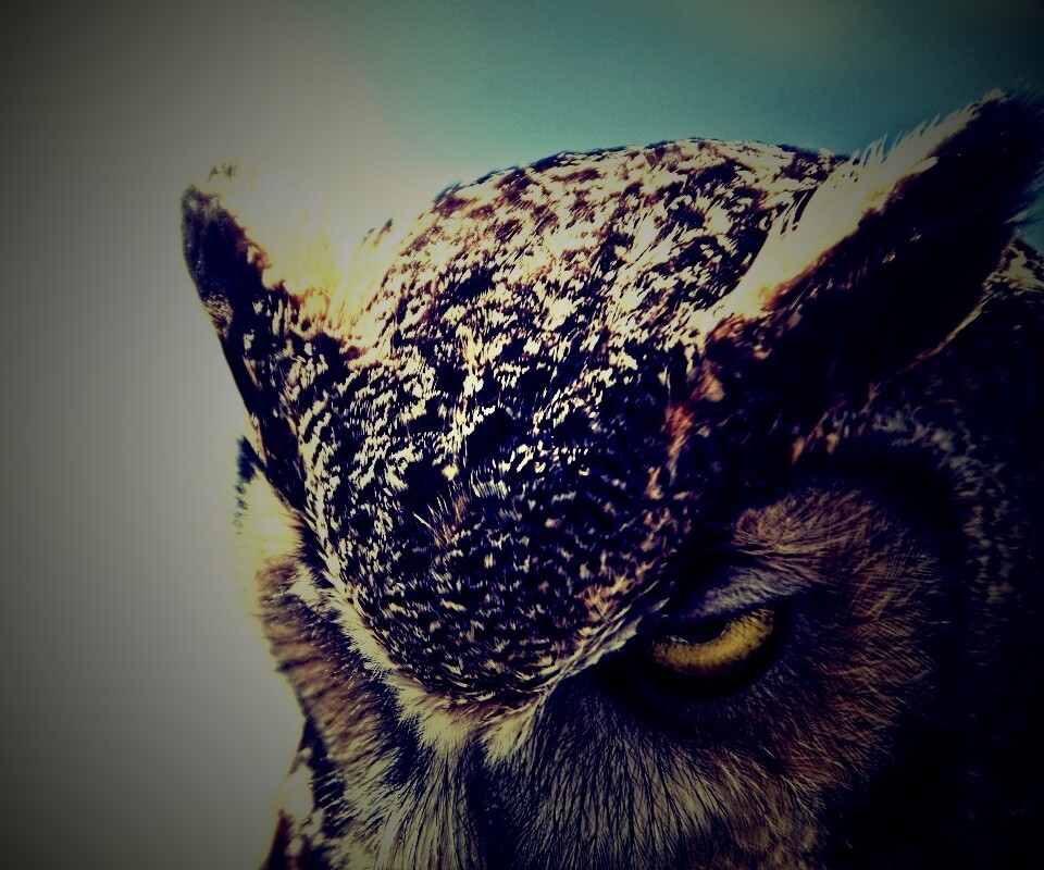 Злая сова обои