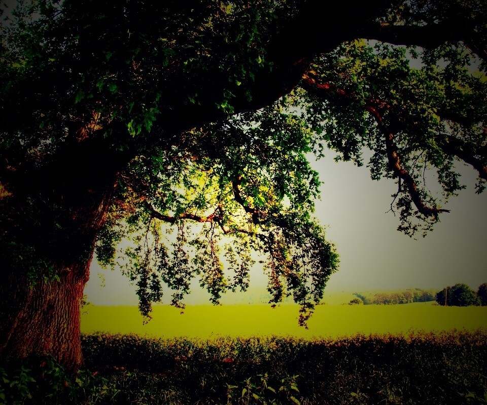 Старый дуб обои