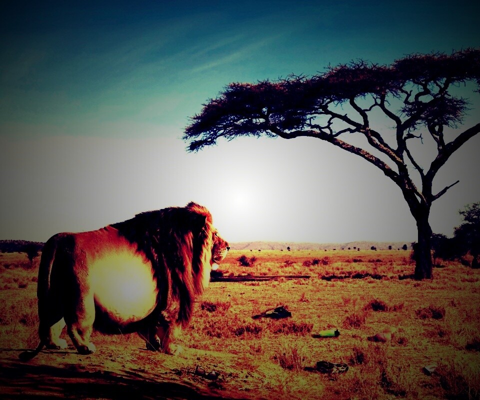 Толстый лев обои