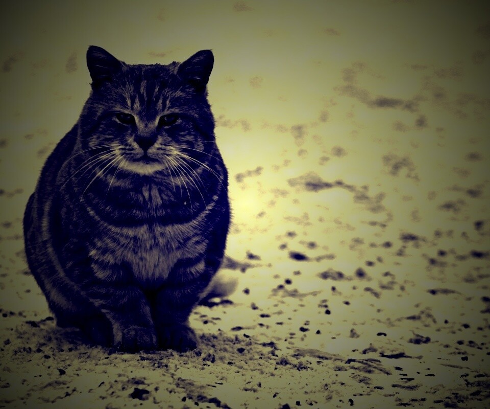 Тяжелый взгляд котэ обои