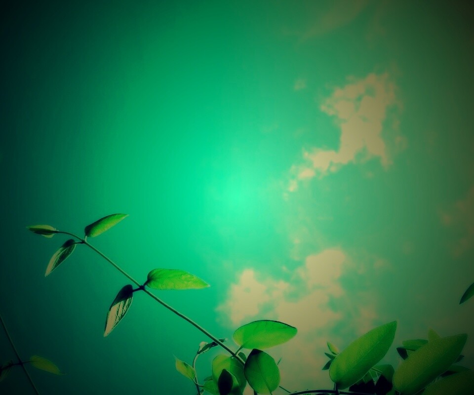 Веточки на фоне неба обои