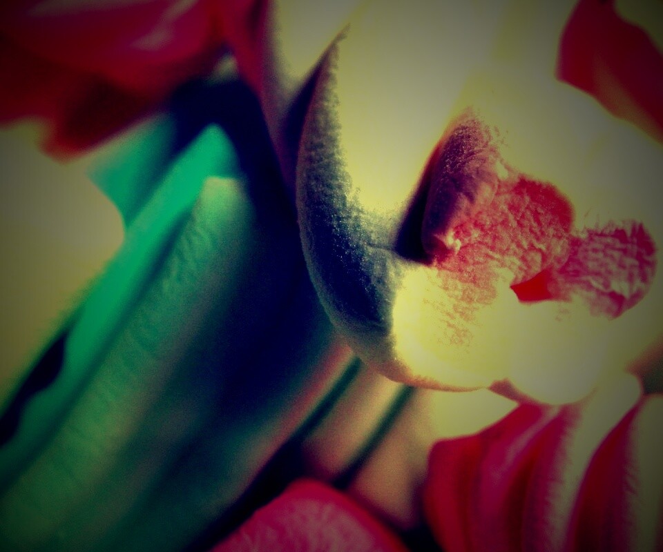 Кручёный зефир обои