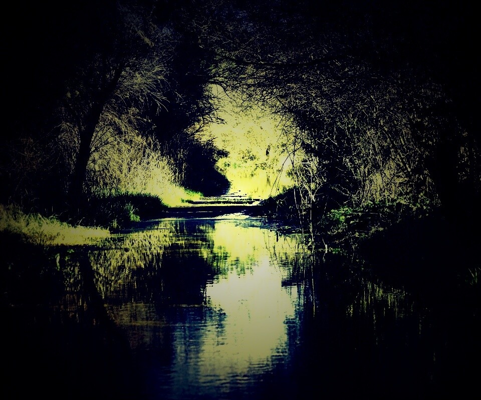 Лесная заросшая река обои