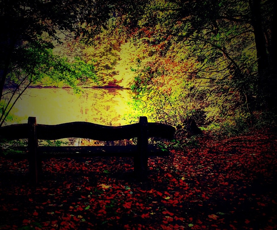 Скамейка в лесу обои