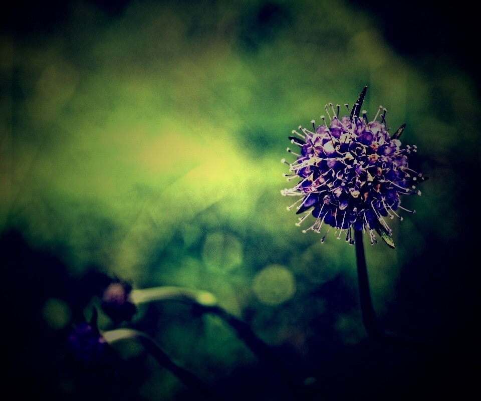 Цветок в макро обои