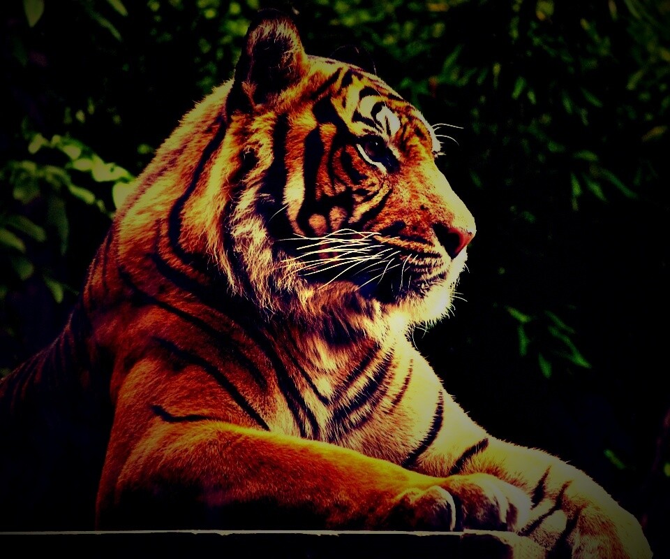 Тигр обои