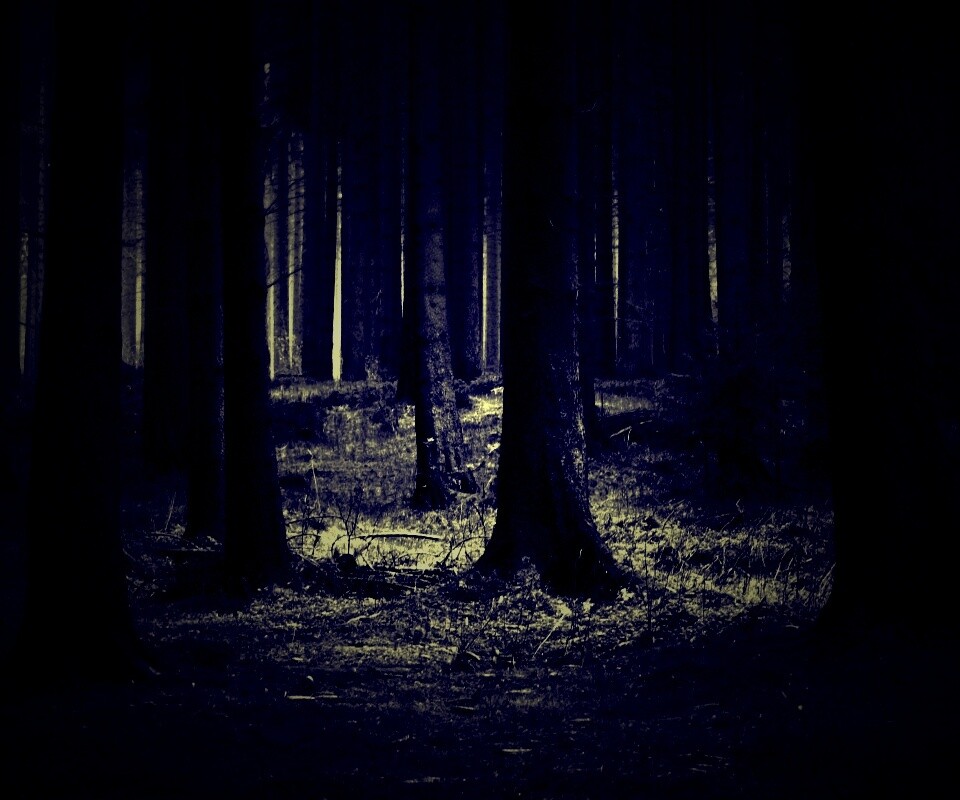 Темный лес обои