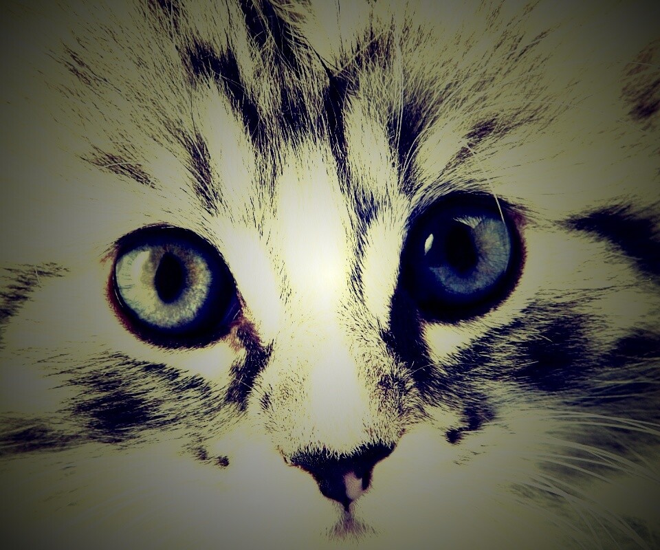 Пушистый котенок обои