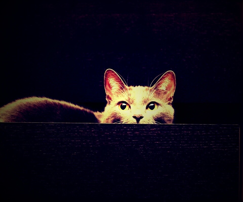 Кот в ящике комода обои