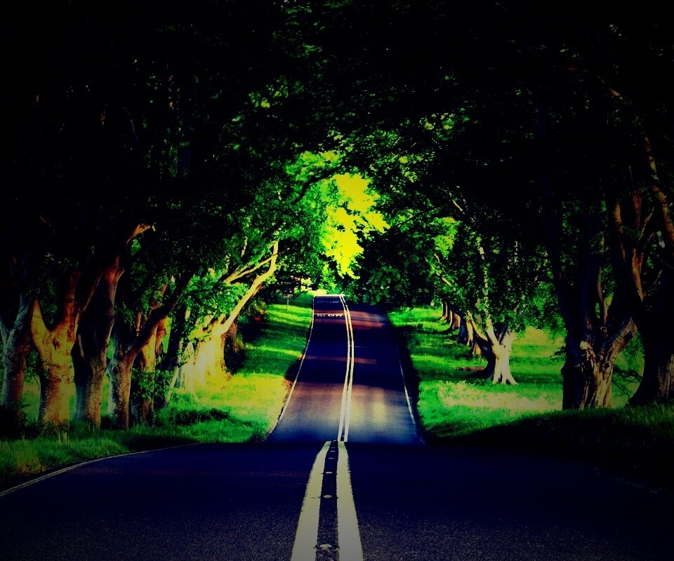 Дорога через лес обои