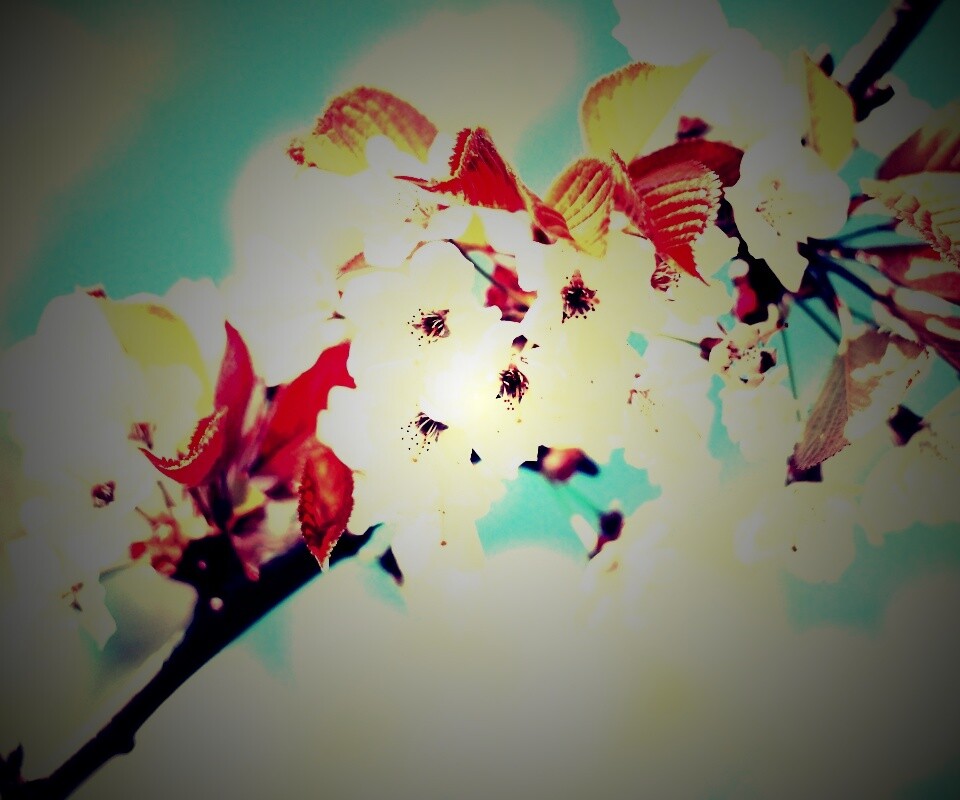 Белые цветы вишни обои