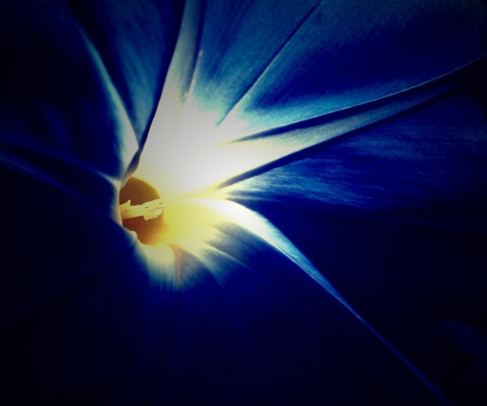 Нежный голубой цветок обои