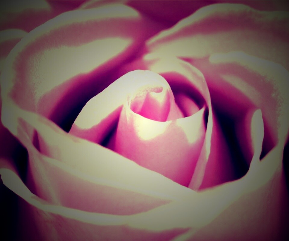Фиолетовая роза макро обои