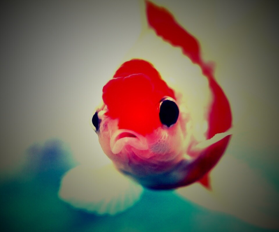 Аквариумная золотая рыбка обои