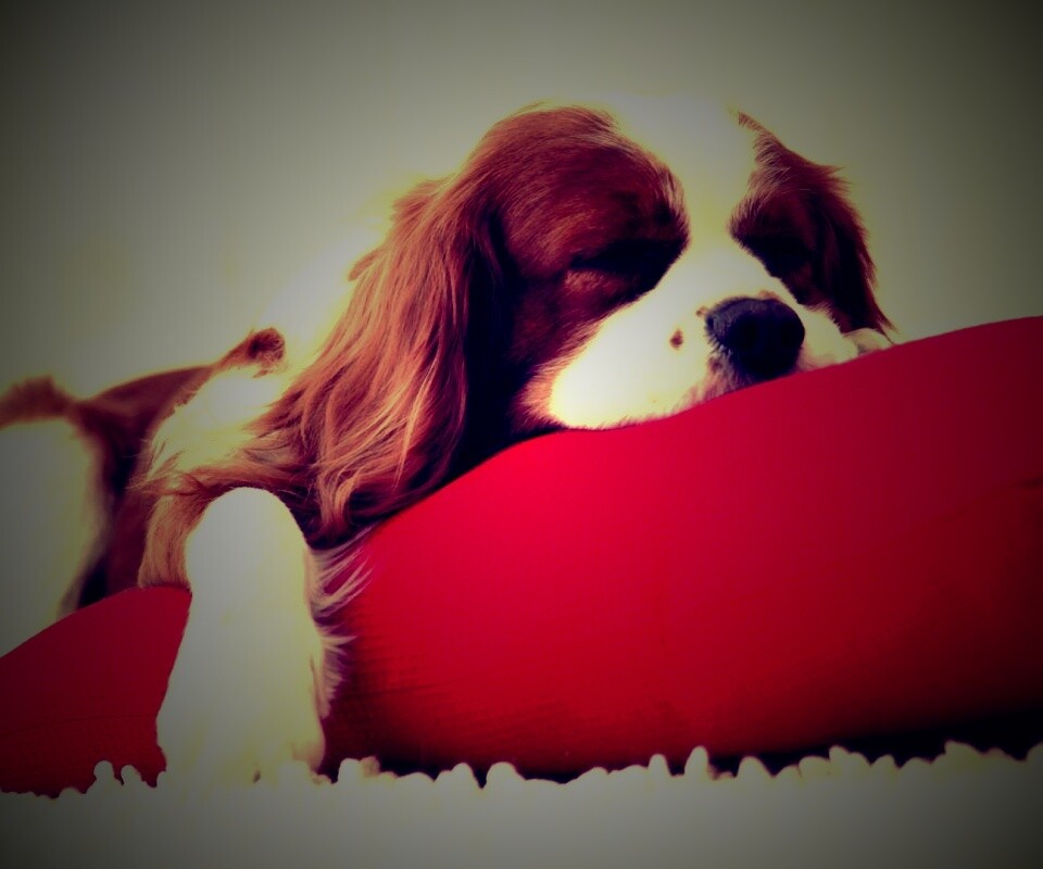 Спящий щенок на красной подушке обои