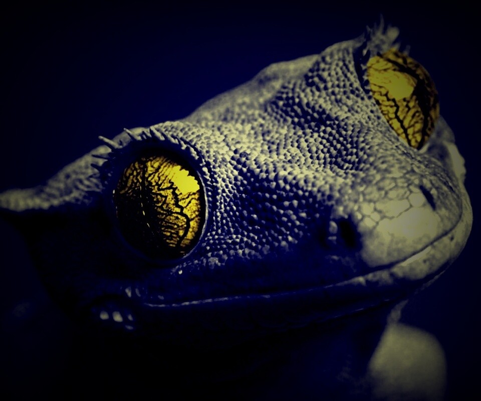 Ящерка обои