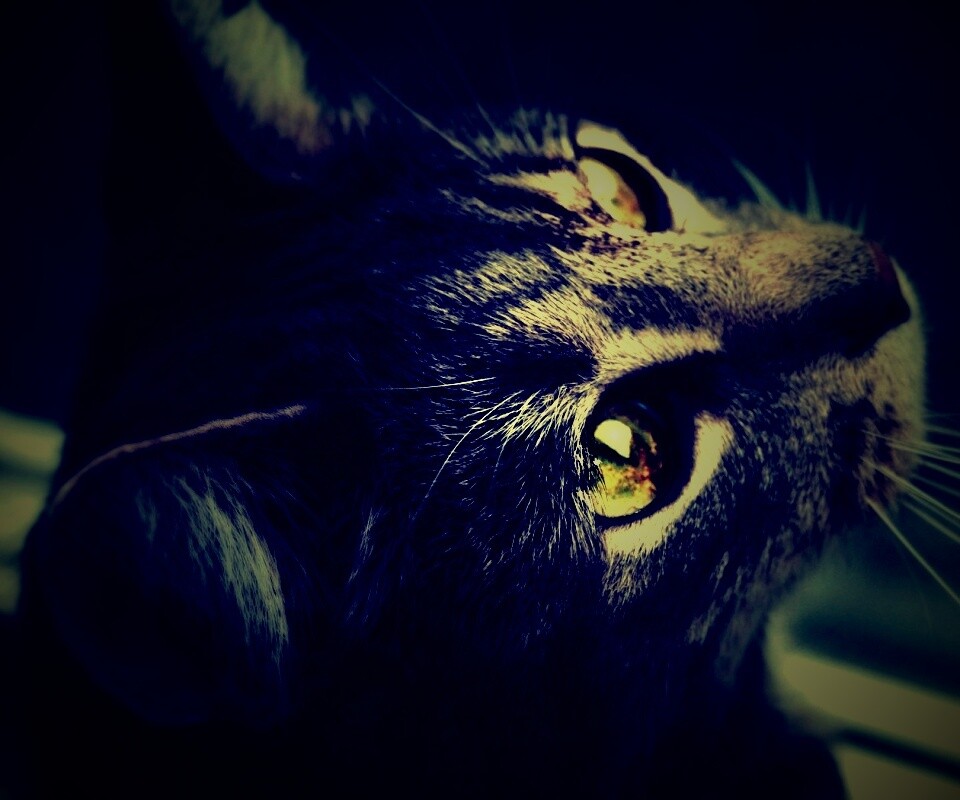 Кот с желтыми глазами обои