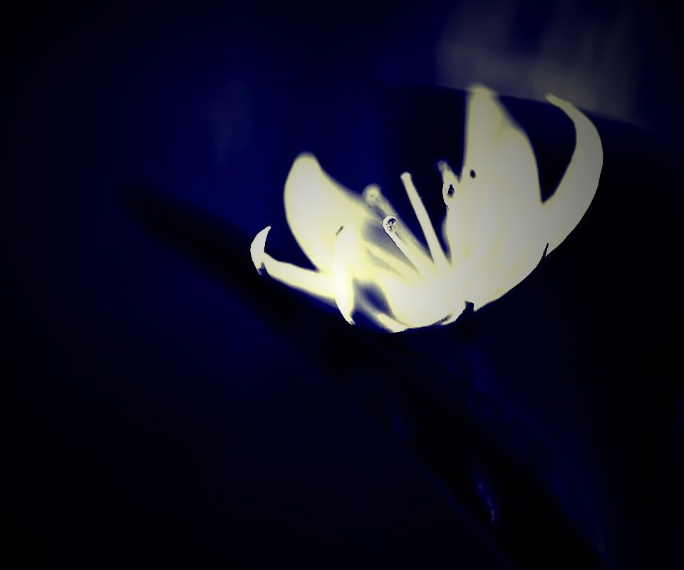 Белый цветок обои