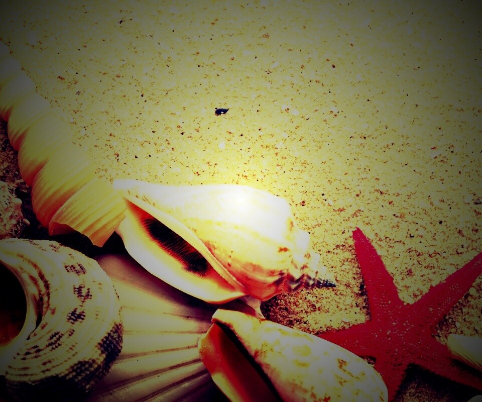 Морские раковины и звезды обои