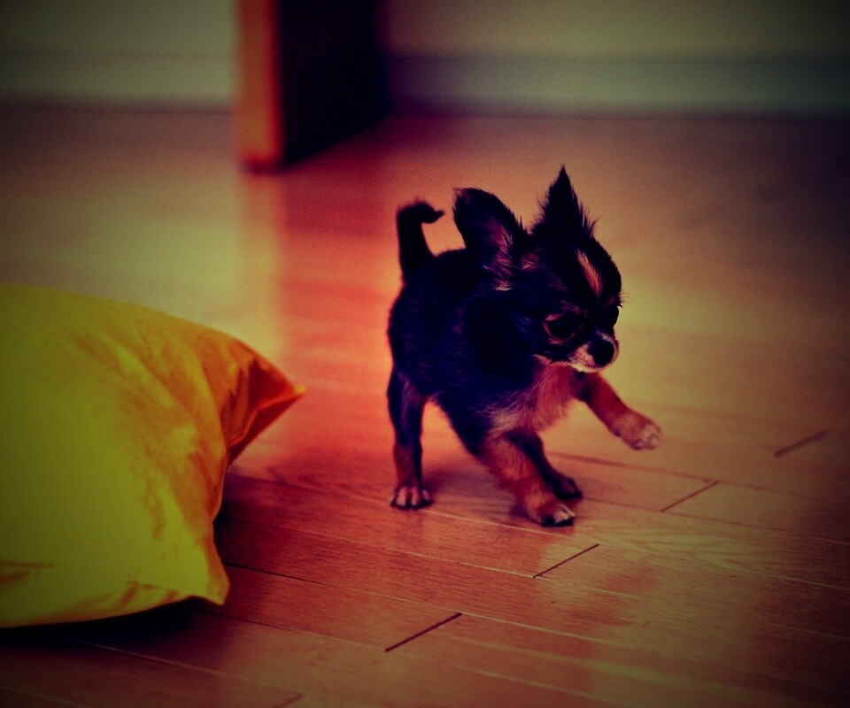 Щёнок той терьера обои