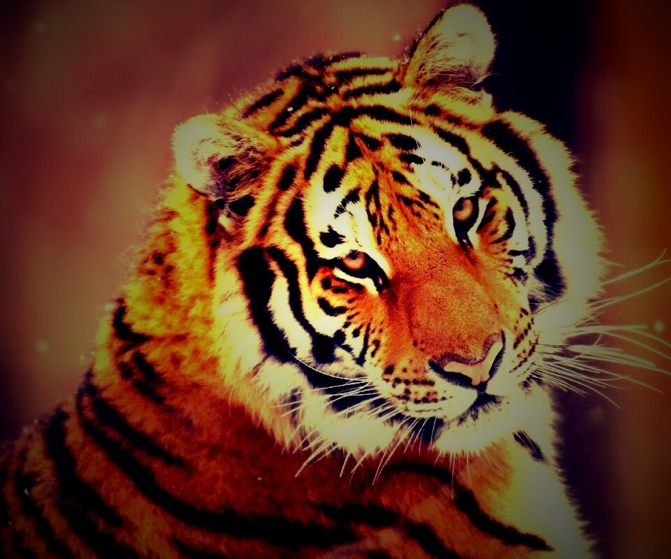 Тигр оборачивается обои