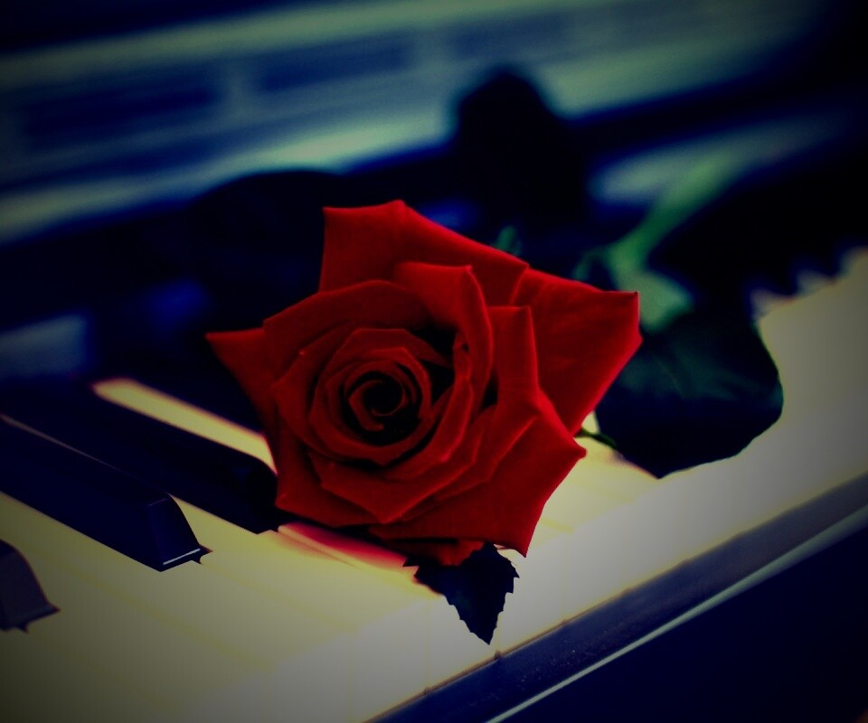 Роза на клавишах пианино обои
