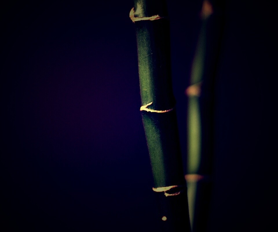 Макро фото стебля бамбука обои