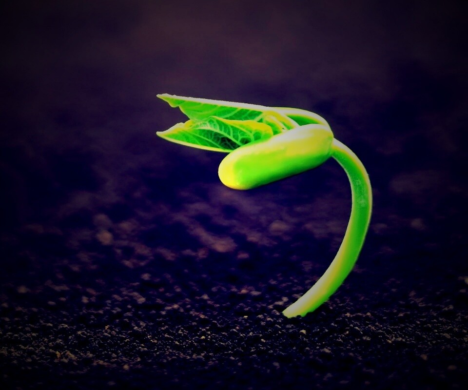 Макро фото зелёного росточка обои