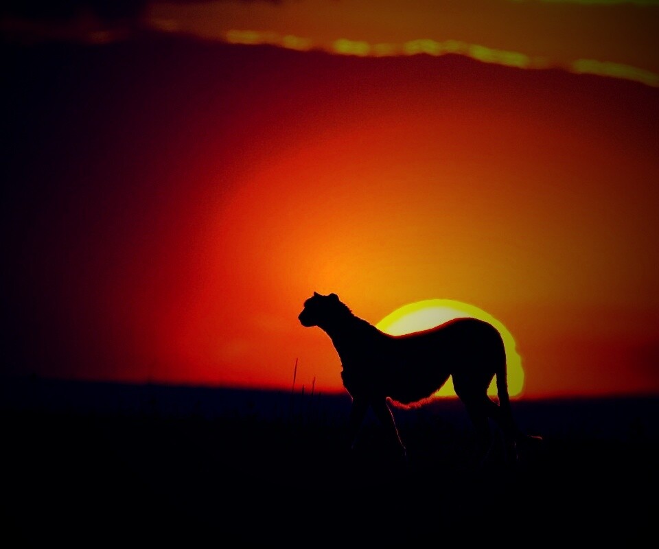 Гепард на закате обои