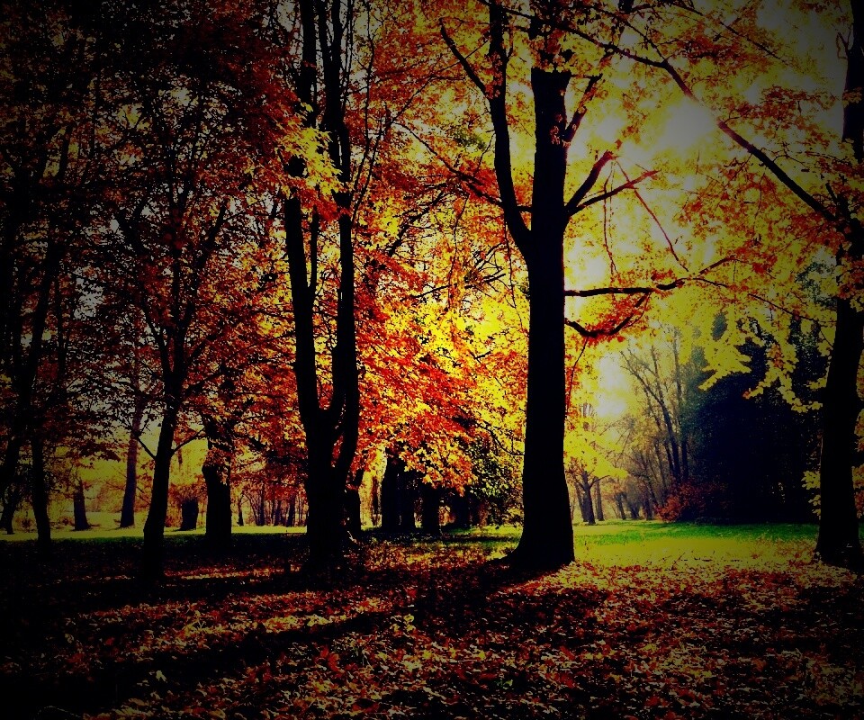 Осенний листопад в парке обои