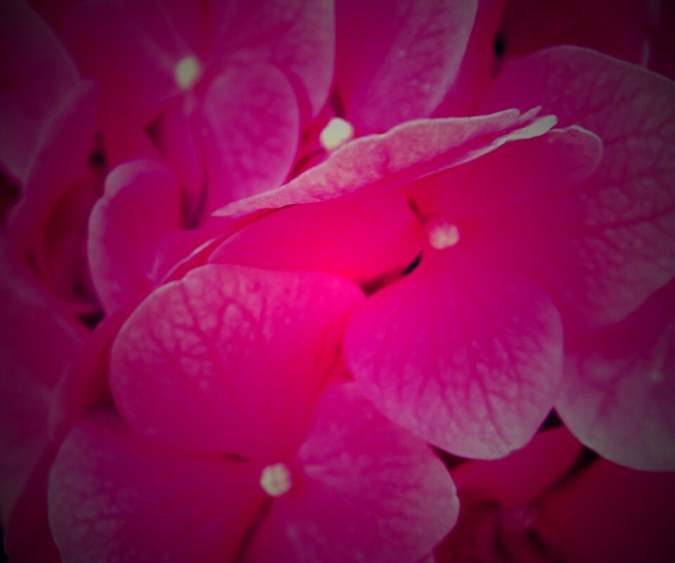 Фиолетовые нежные цветы обои