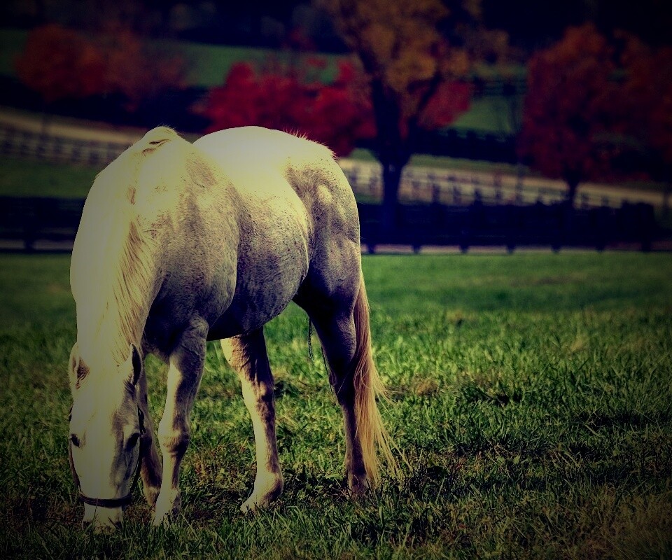 Красивая белая лошадь обои