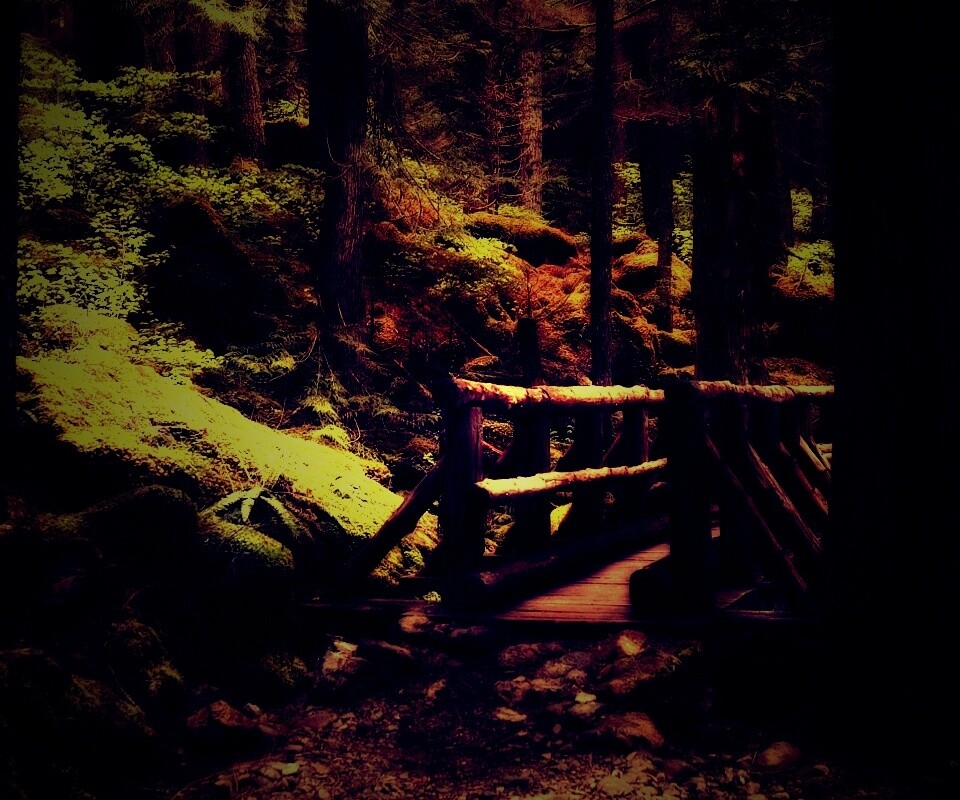 Бревенчатый мост в лесу обои