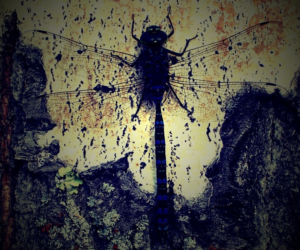 Стрекоза на дереве обои