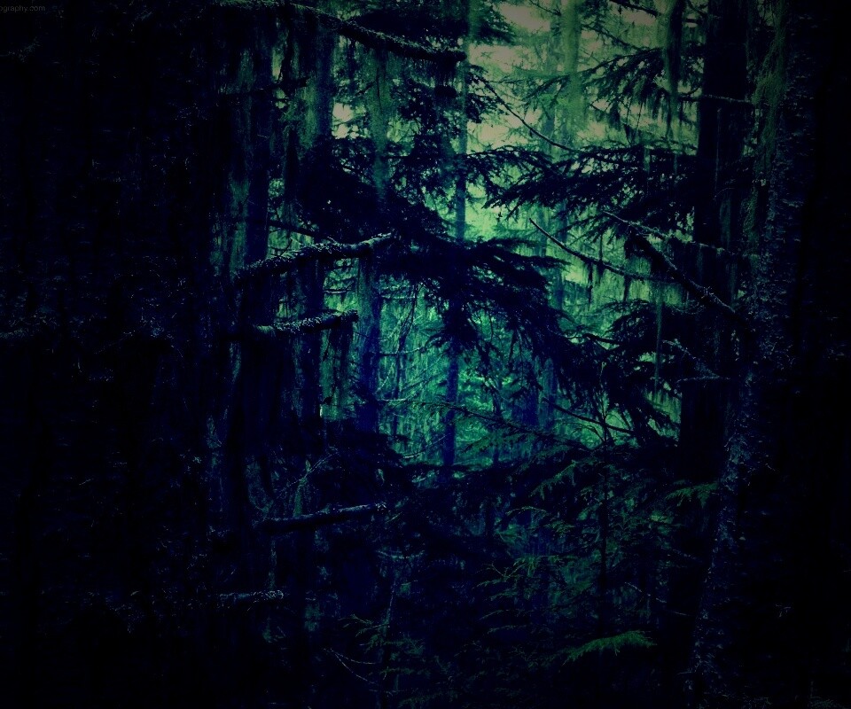 Дремучий лес обои