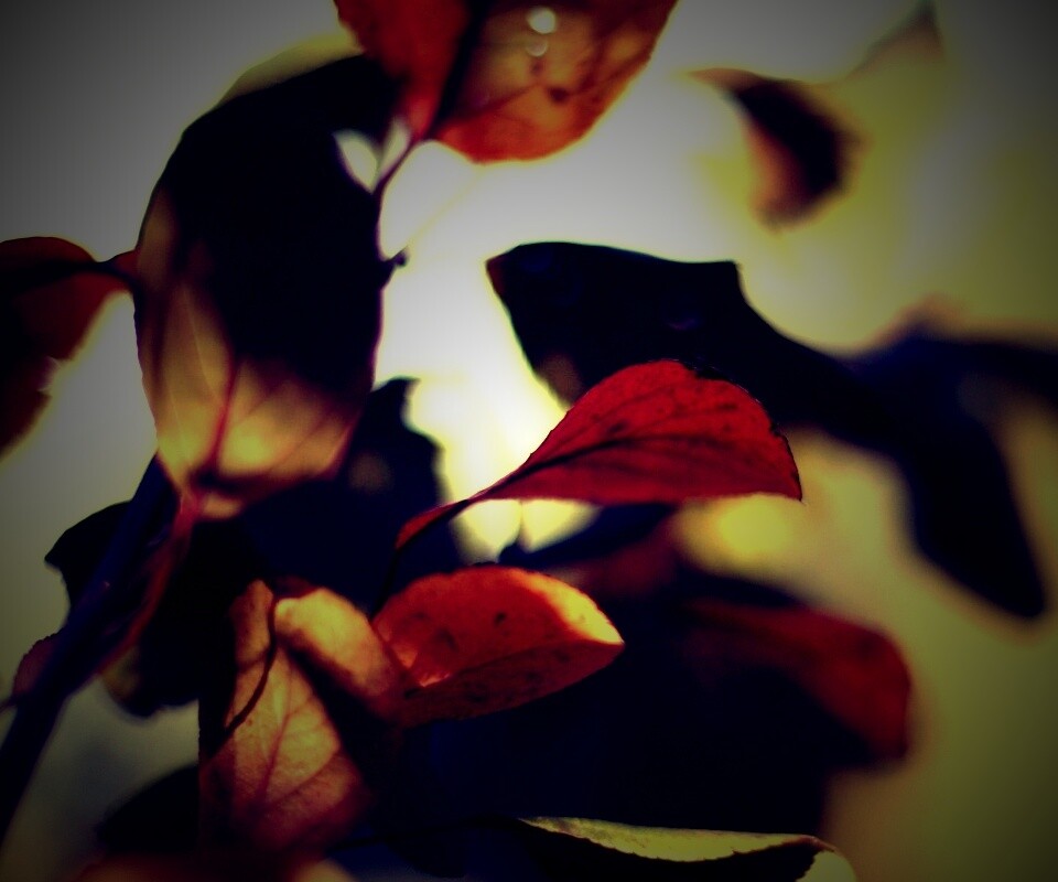 Увядающие листья обои