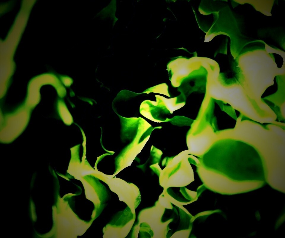 Зеленая листва обои