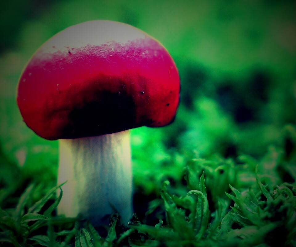 Грибок с красной шапкой обои