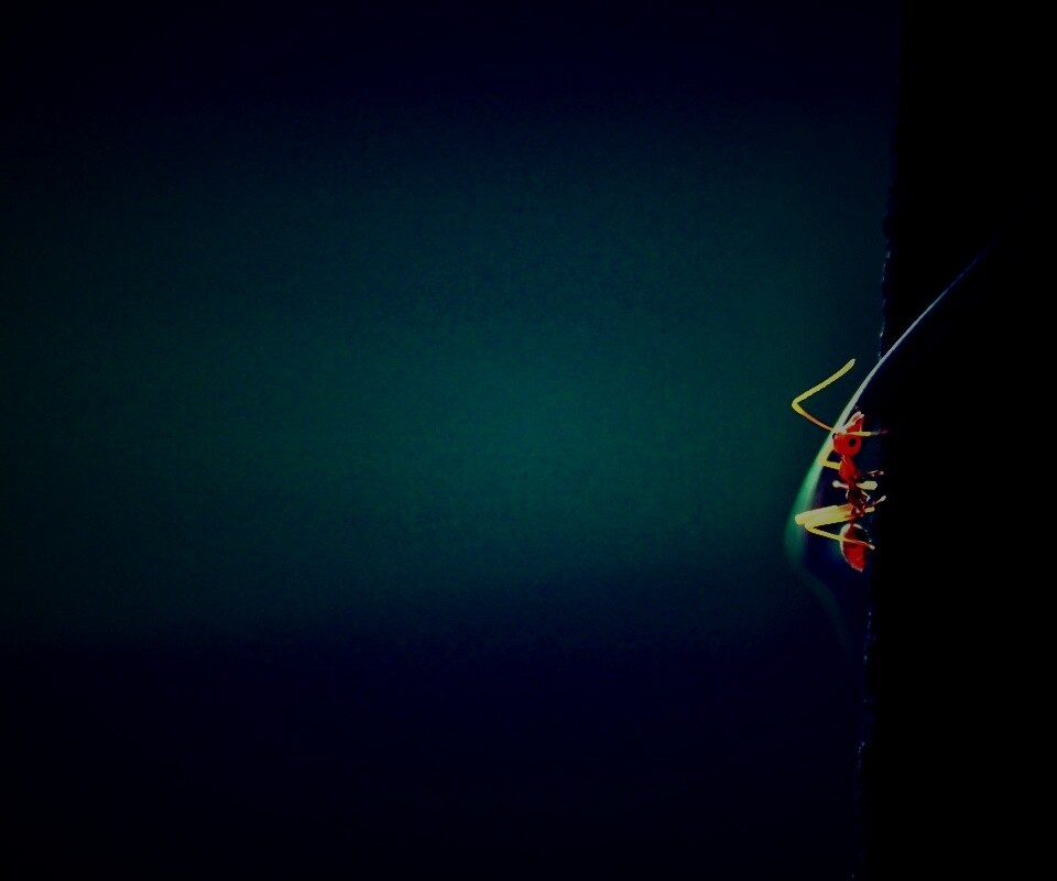 Муравей-пожарник обои