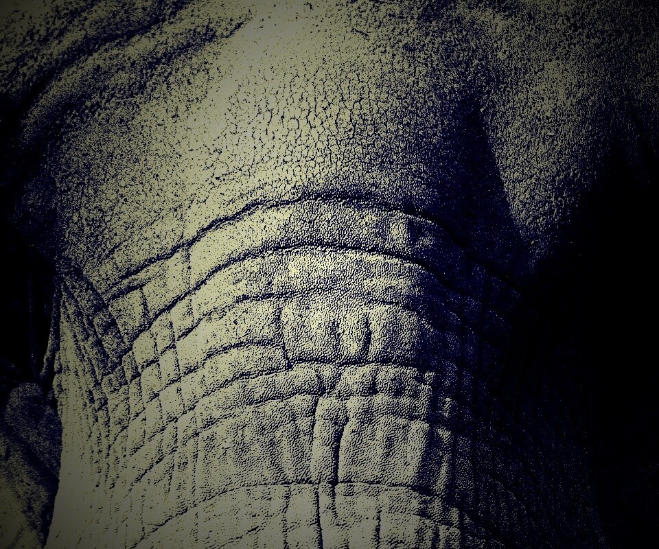 Слонячие глаза обои