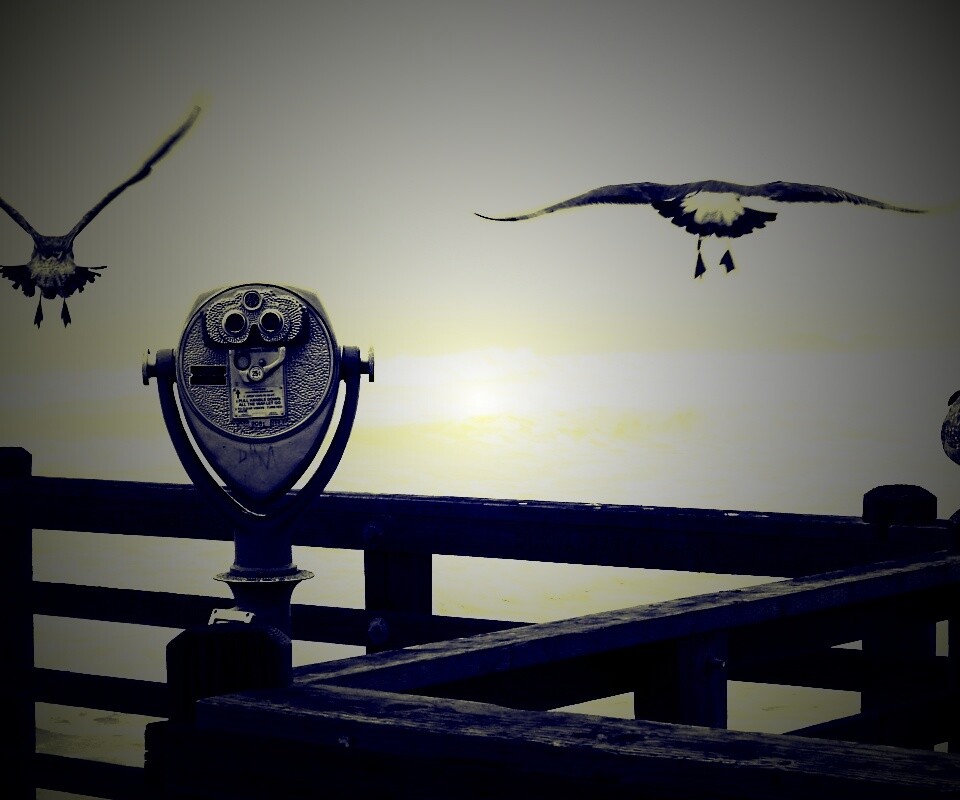 Чайки на перилах пирса обои