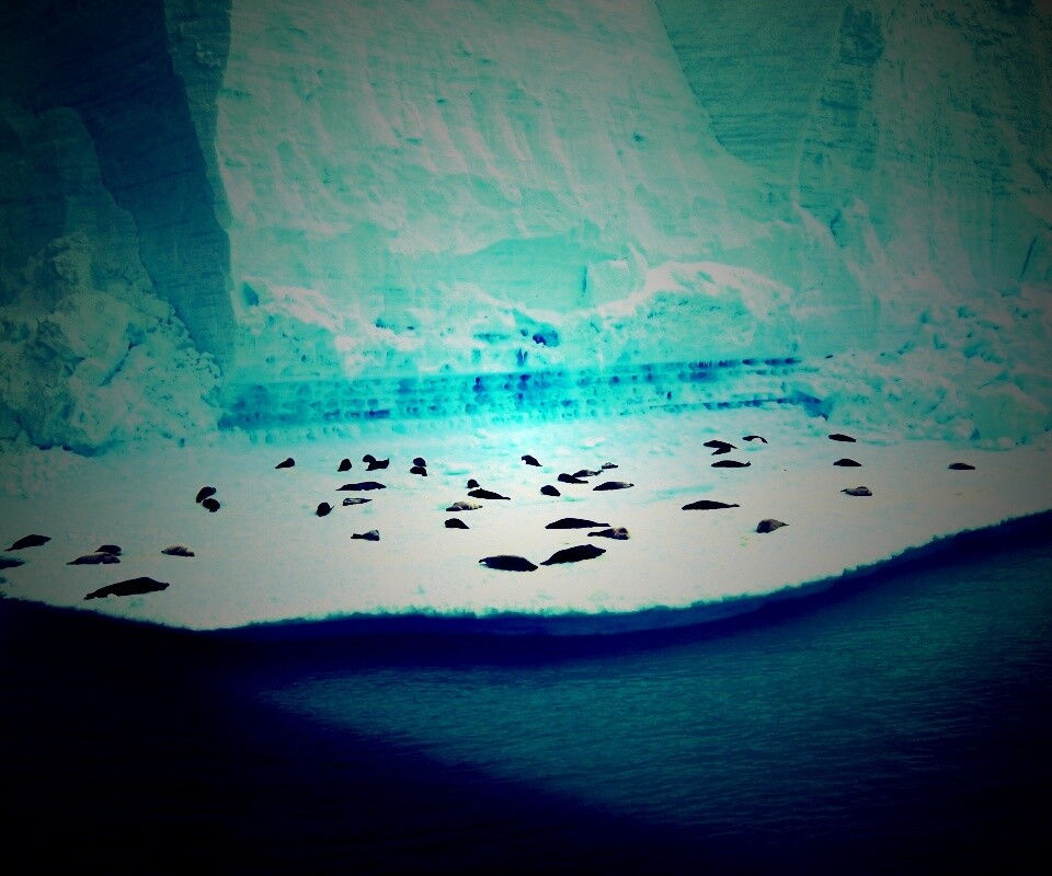 Лежбище тюленей обои