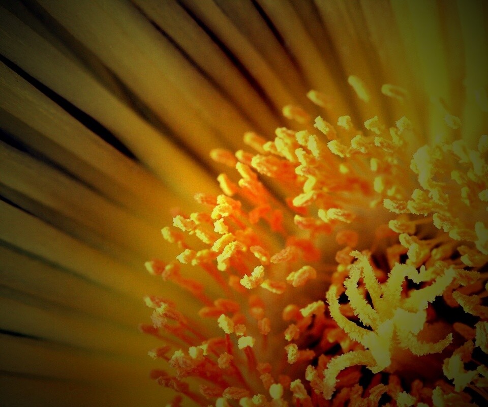 Желтый цветок обои