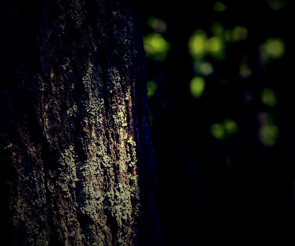 Ствол дерева обои