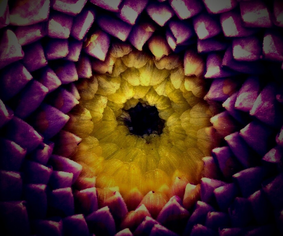 Сердцевина цветка обои