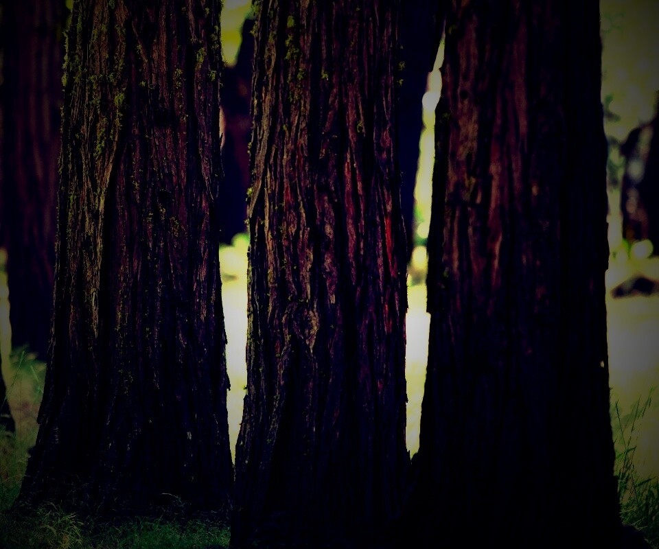 Стволы деревьев  обои