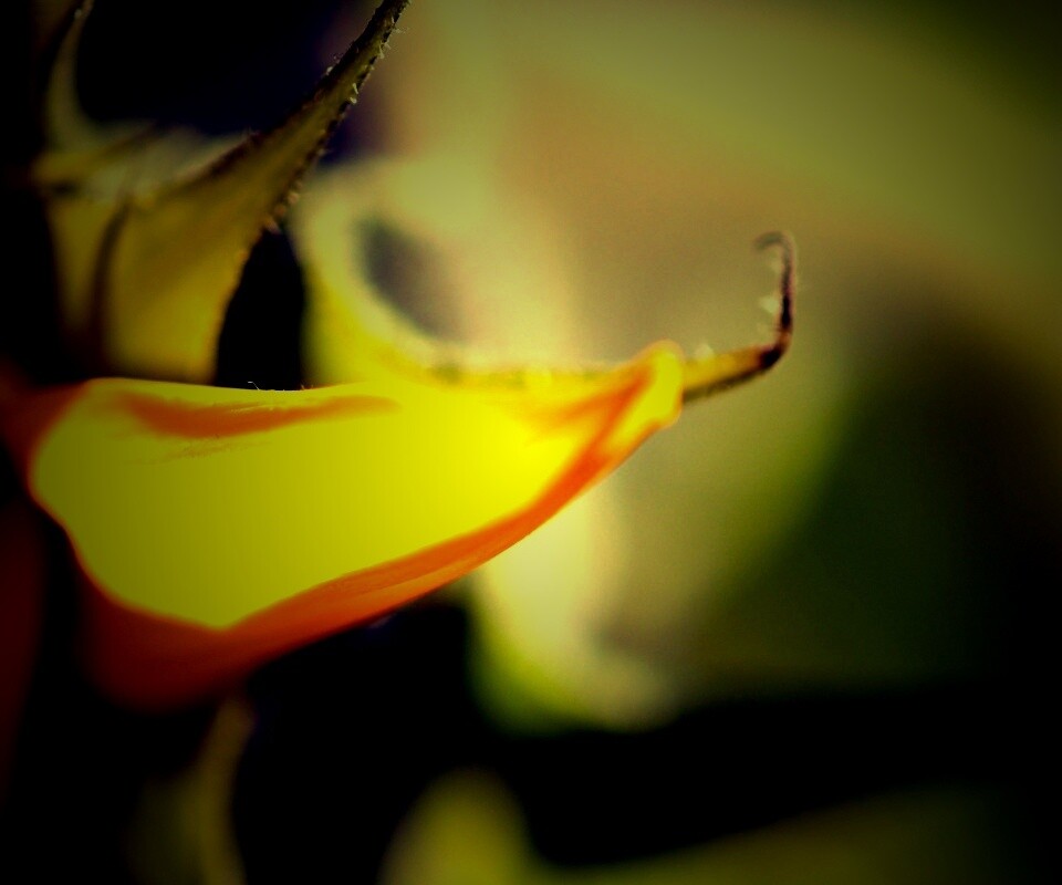 Солнечный цветок обои