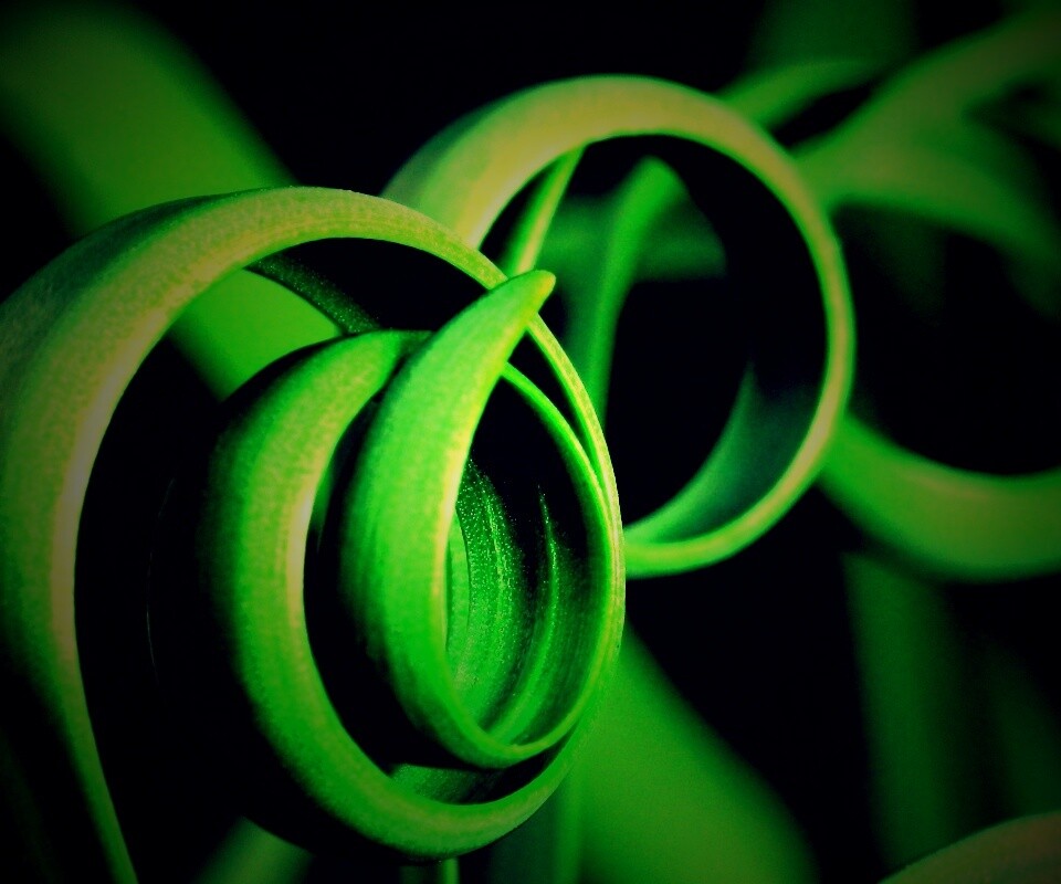 Зеленый обруч обои