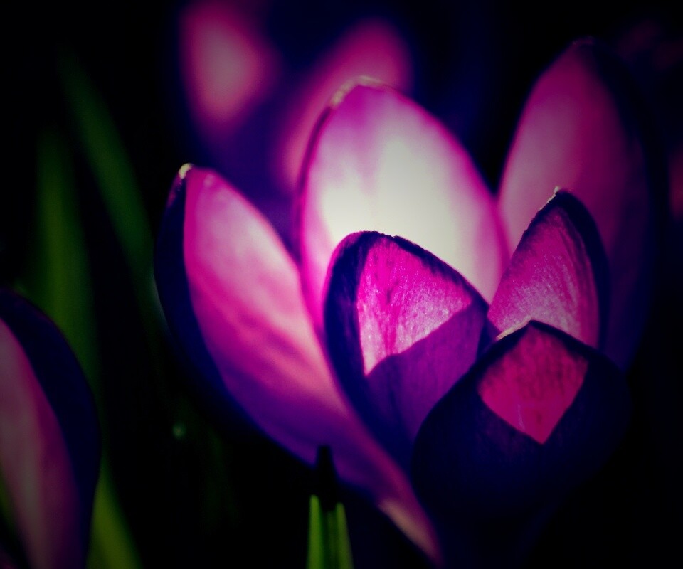 Фиолетовый крокус обои